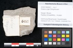 Foto (Objekt + Etikett) von Zostera ungeri Ettingshausen (NHMW-GEO-2024-0188-6657)